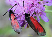 Zygaena purpuralis - Zygène pourpre