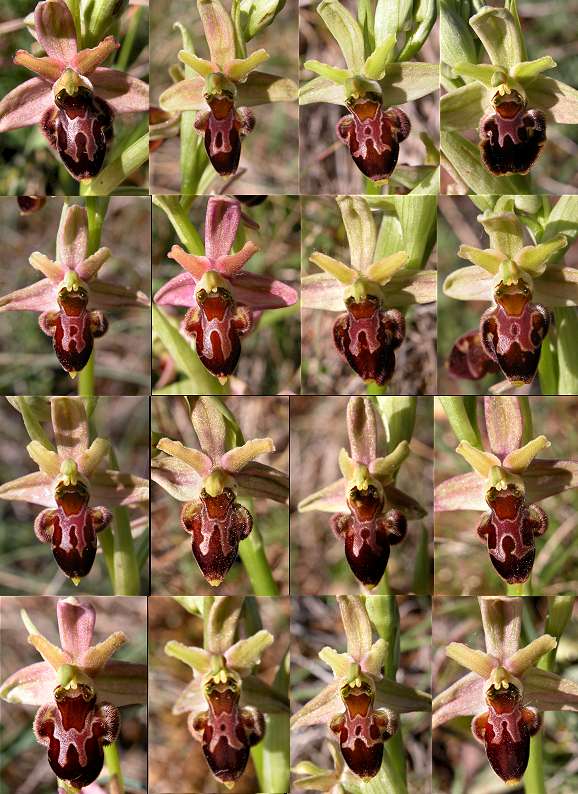 Hybride ophrys araneola x ophrys scolopax