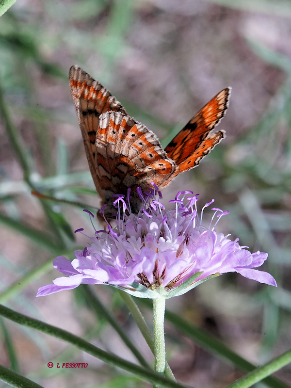 Euphydryas desfontainii - Le Damier des knauties