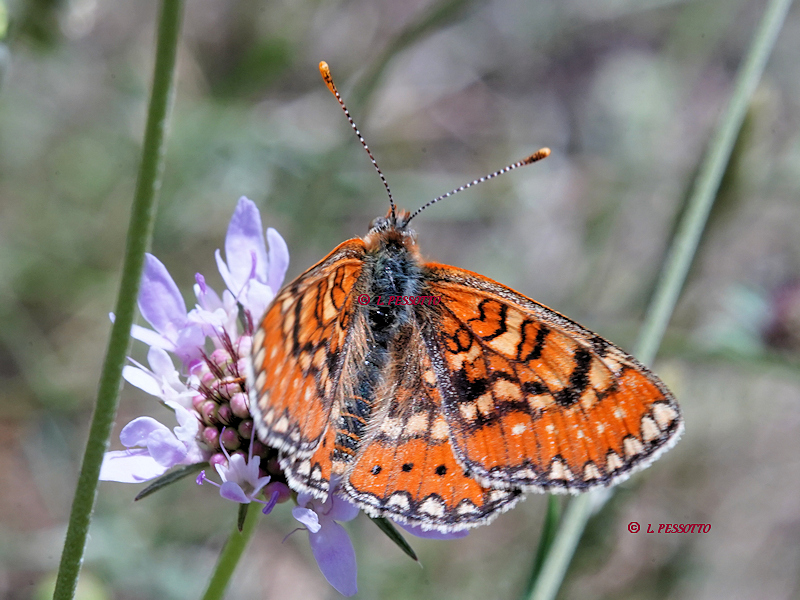 Euphydryas desfontainii - Le Damier des knauties