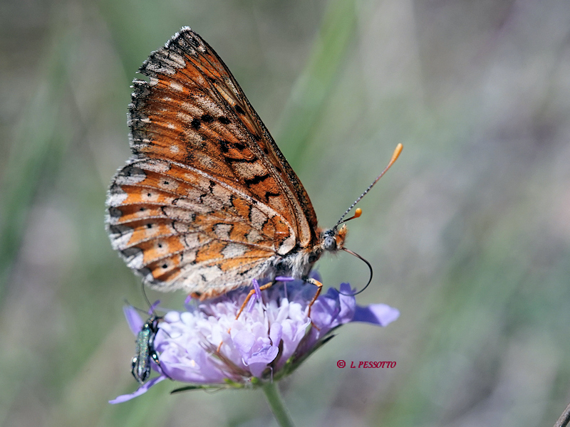 Euphydryas desfontainii - Le Damier des knauties