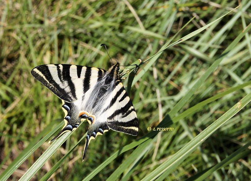 Iphiclides feisthamelii - Le Voilier blanc