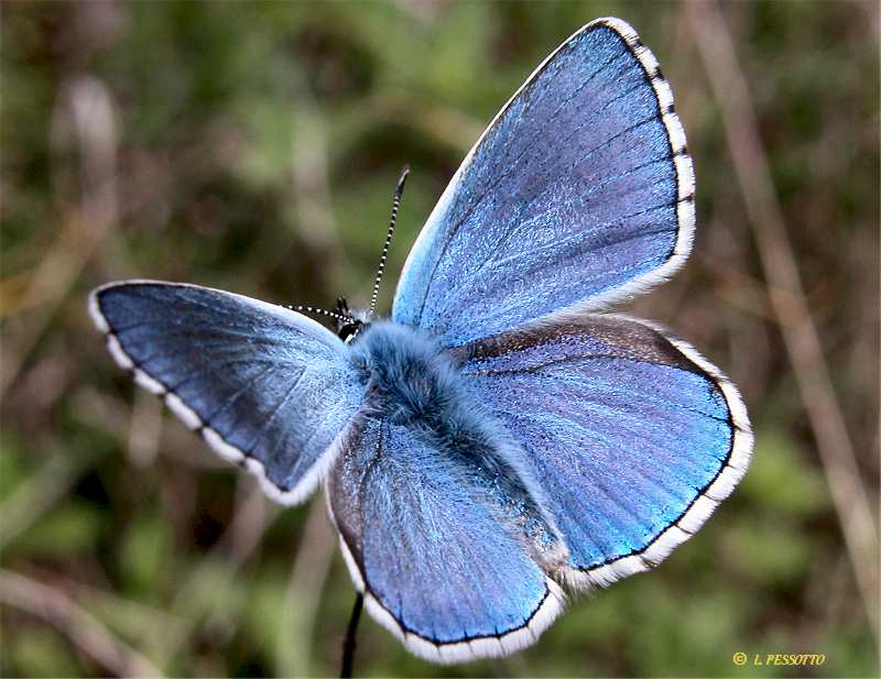 Lysandra bellargus - Azur bleu cleste