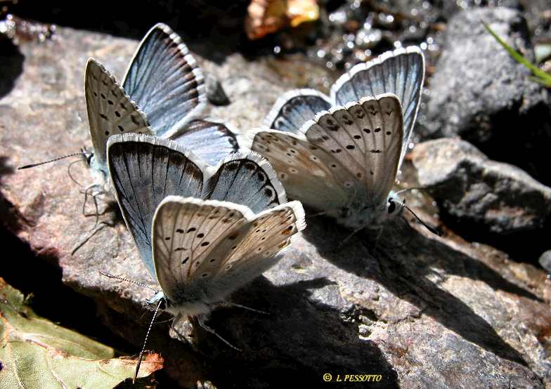 Lysandra coridon - L'Argus bleu-nacr