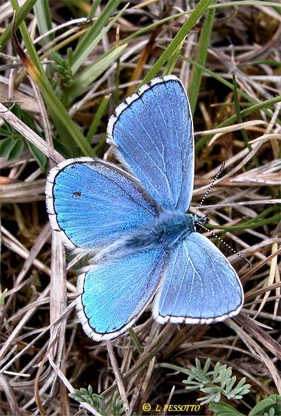 Lysandra bellargus - L'Azur bleu cleste