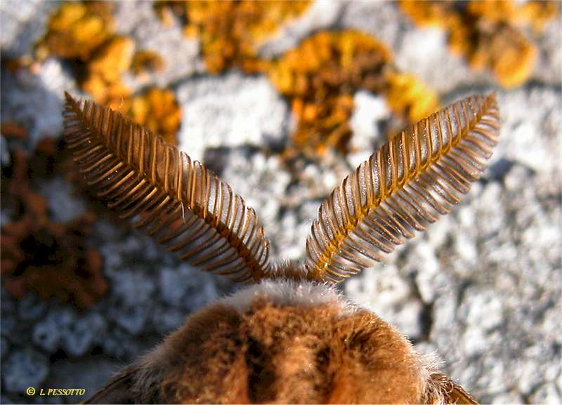 Saturnia pavonia - Petit Paon de nuit