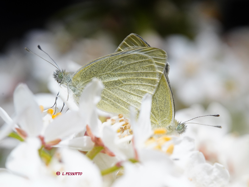 Pieris mannii - La Pi�ride de l'Ib�ride