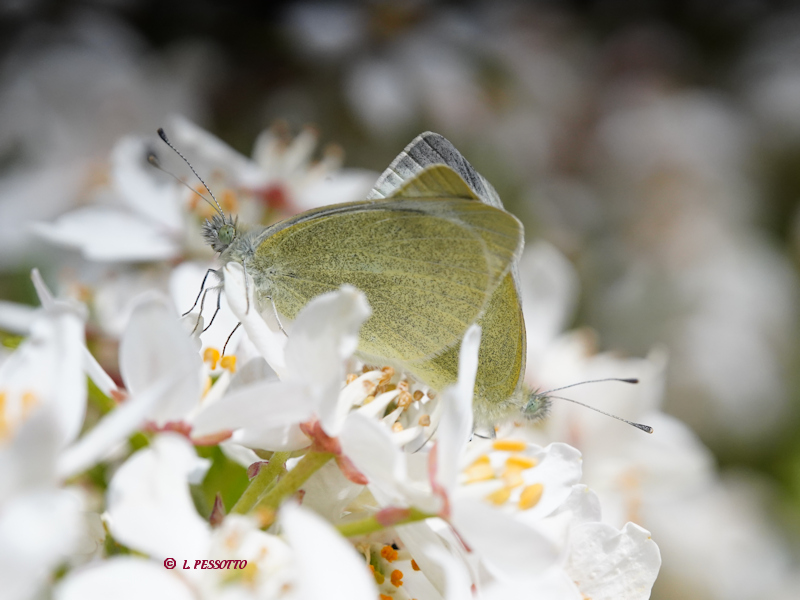Pieris mannii - La Pi�ride de l'Ib�ride