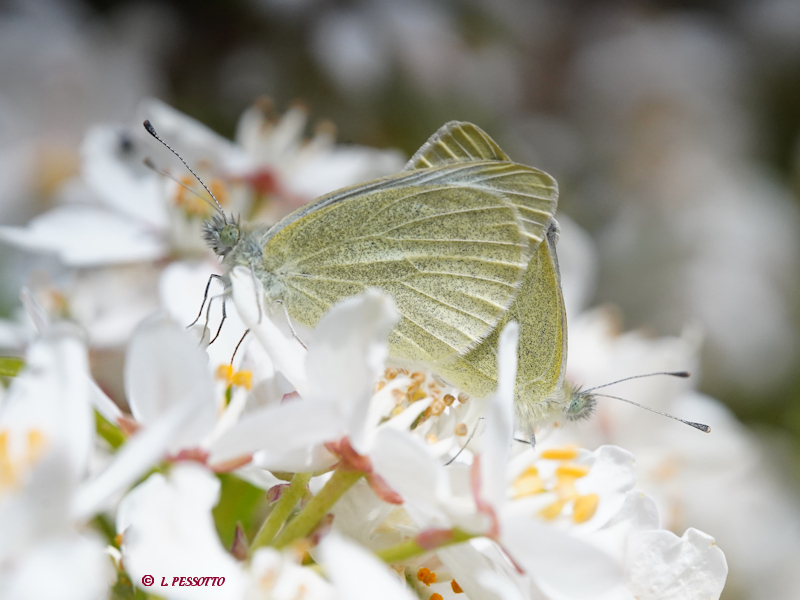 Pieris mannii - La Pi�ride de l'Ib�ride