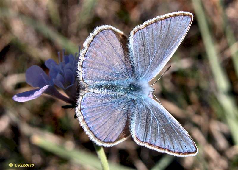 Polyommatus icarus - L'Argus bleu