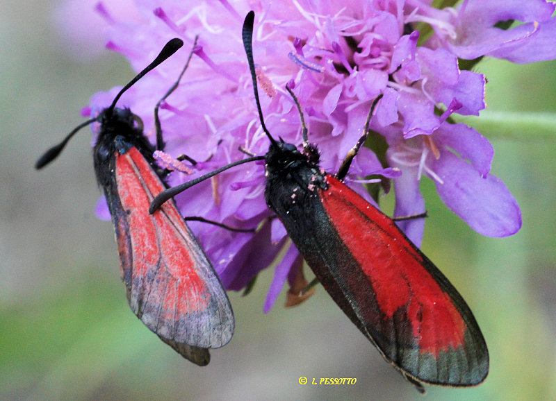 Zygaena purpuralis - Zygne pourpre