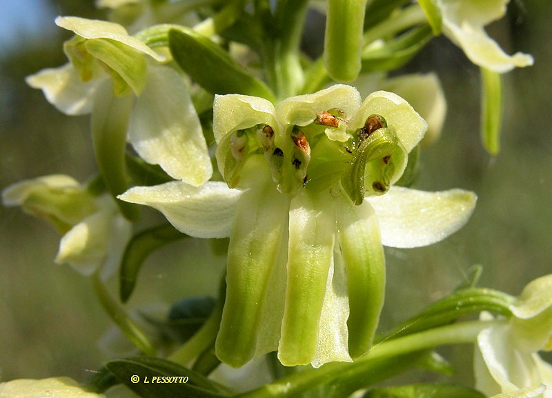 Platanthera chlorantha - Plantanthère verdâtre