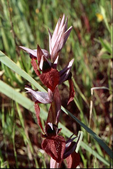 Serapias cordigera inflo