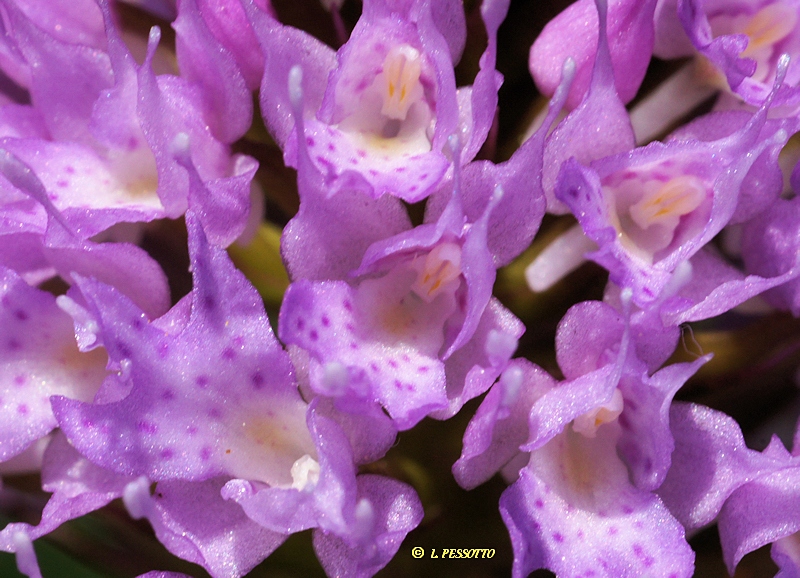 Traunsteinera globosa - Orchis globuleux